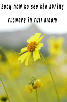 Book Now for Spring! 
